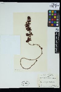 Turbinaria gracilis image