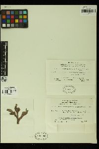 Tiffaniella saccorhiza image