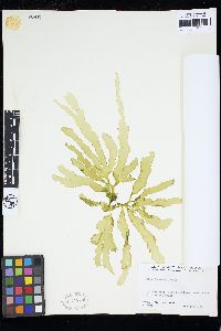 Ulva fasciata image