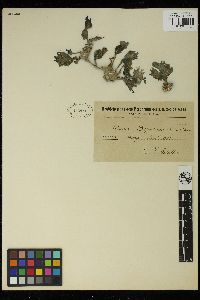 Flabellia petiolata image