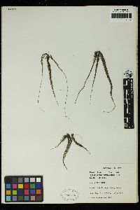 Chaetomorpha cartilaginea image
