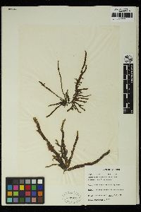 Myriogloea grandis image