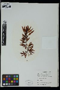 Sargassum ecuadoreanum image