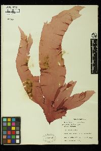 Halymenia foliacea image