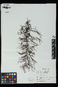 Hypnea valentiae image