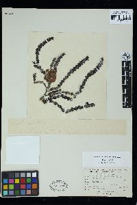 Osmundaria volubilis image