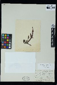 Phyllophora crispa image