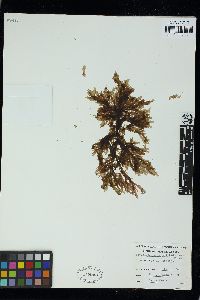 Pleuroblepharidella japonica image