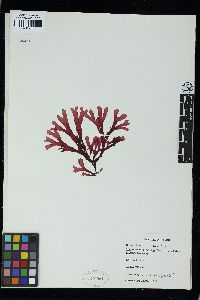 Phyllophora peruviana image