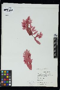 Phycodrys ovifolia image