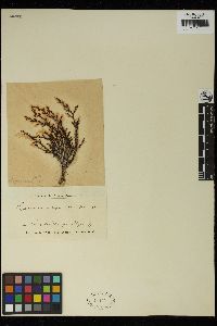 Cystoseira selaginoides image