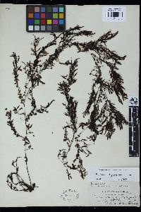 Sargassum carpophyllum image