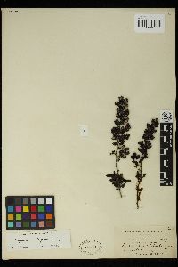 Sargassum cristaefolium image