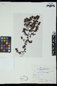 Sargassum crispifolium image