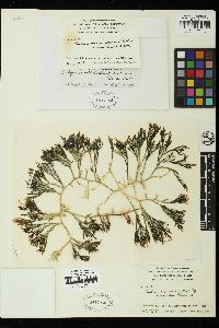Caulerpa cupressoides var. mamillosa image