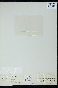 Gelidium caulacantheum image