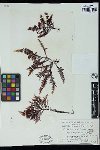 Sarcothalia crassifolia image