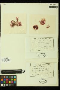 Platysiphonia delicata image