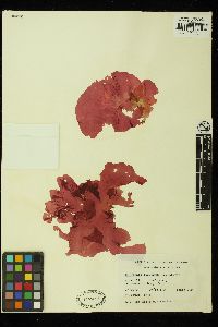 Halymenia floridana image