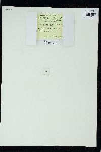 Pleurostichidium falkenbergii image