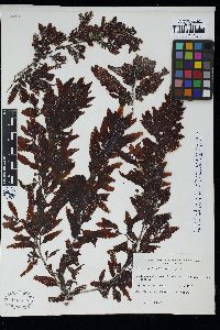 Sargassum latifolium image