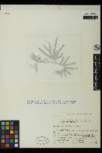 Caulerpa lentillifera image