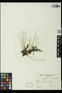 Chaetomorpha coliformis image