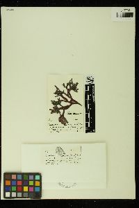 Tiffaniella gorgonea image