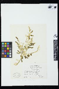 Caulerpa racemosa var. occidentalis image