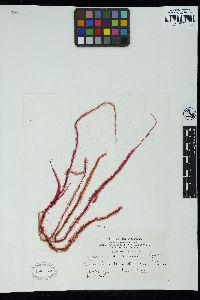 Dasya pedicellata image