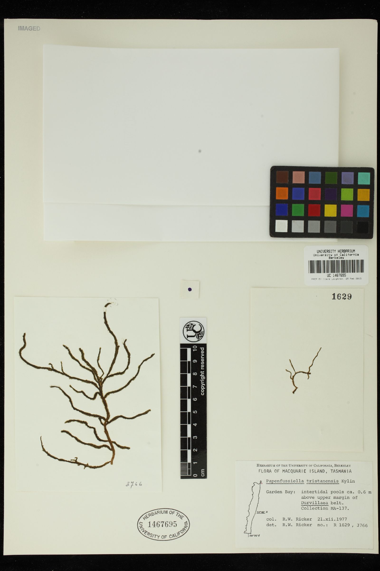 Papenfussiella tristanensis image