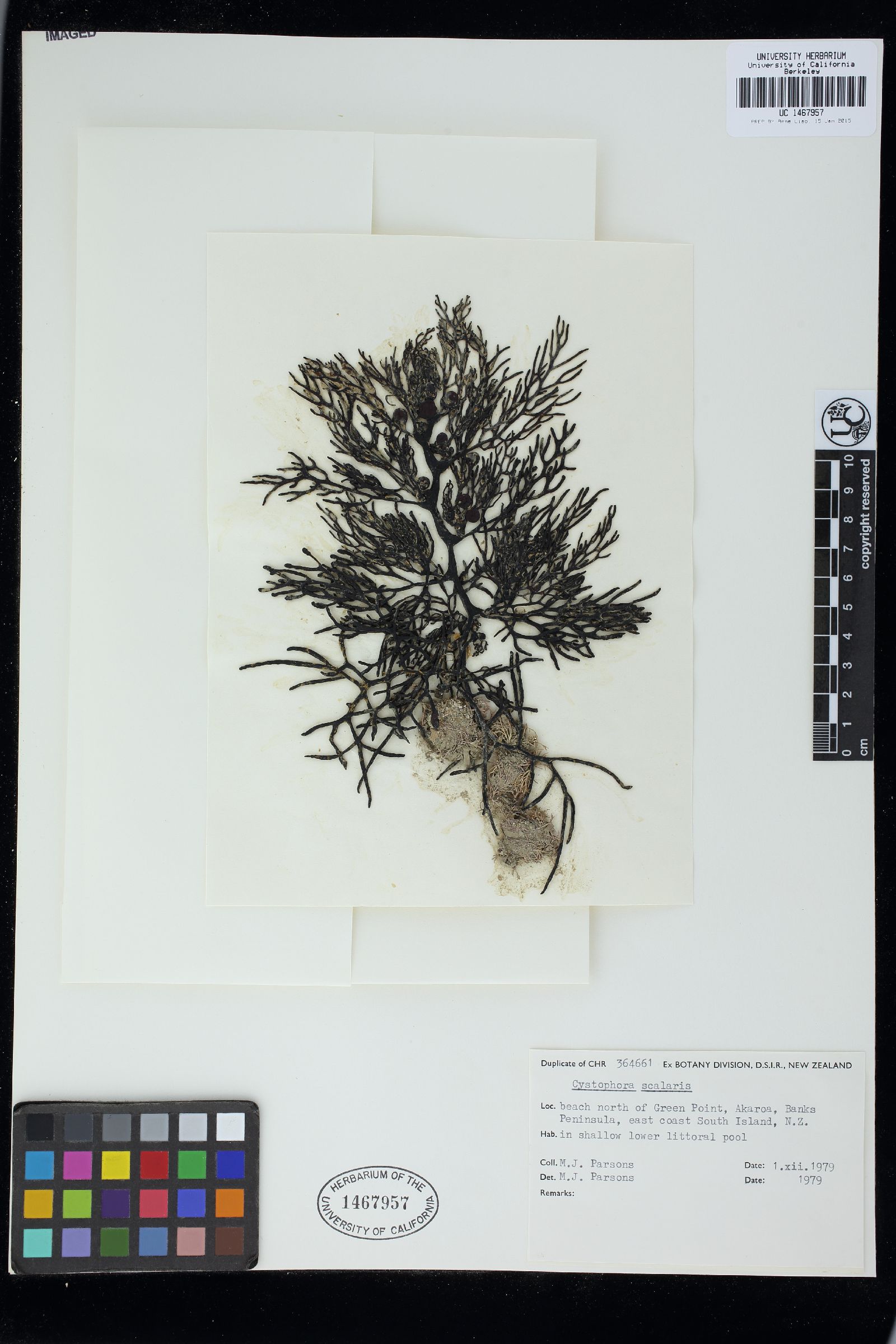 Cystophora scalaris image