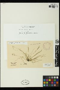 Cladophora capensis image