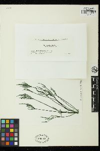 Bryopsis macraildii image