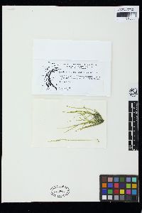 Lambia antarctica image