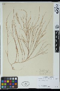 Gracilaria bursa-pastoris image