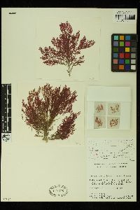 Tokidaea serrata image