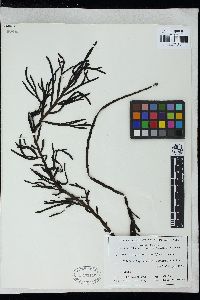 Platythalia angustifolia image