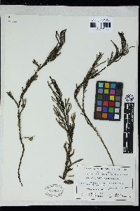 Platythalia angustifolia image