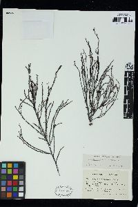 Phacelocarpus oligacanthus image