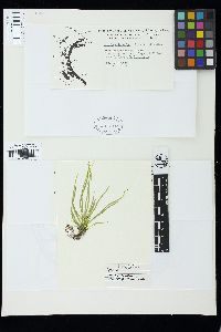 Lambia antarctica image