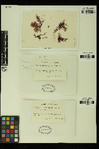 Rhodophyllis reptans image