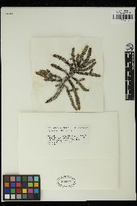 Cystoseira foeniculacea f. schiffneri image