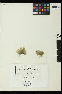 Cladophora crinalis image