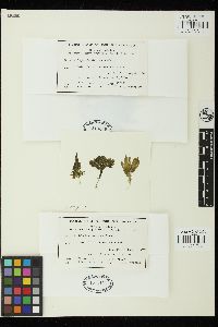 Image of Bryopsis foliosa