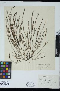 Myriocladia capensis image