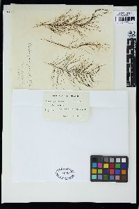 Chordariopsis capensis image