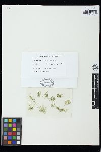 Cladophoropsis gracillima image