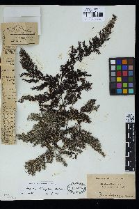 Sargassum heterocystum image
