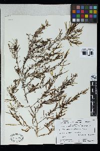 Sargassum spinuligerum image